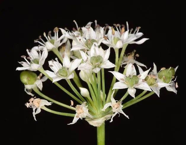 山韭、野韭、韭的花(图片来源:作者、galasearch、plants of the world online)