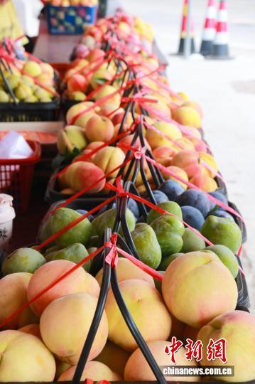 柯湾村水果种类多样。　王婷婷 摄