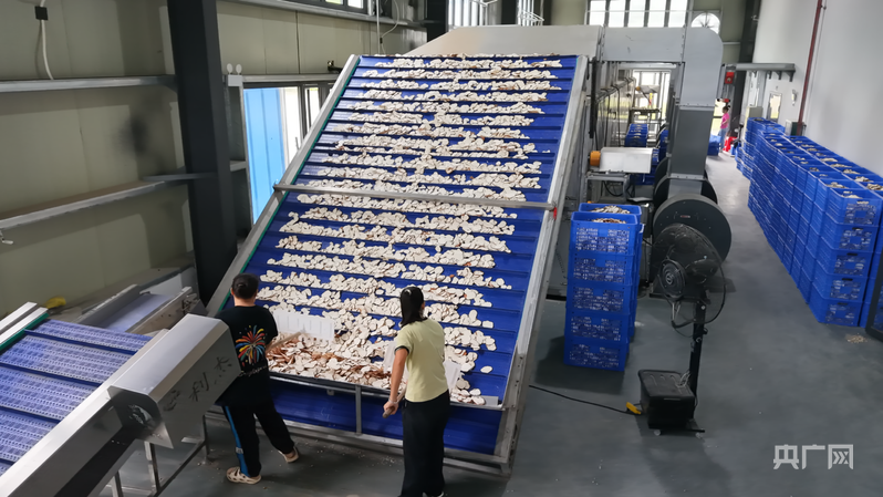 南药分拣中心的生产线（央广网记者 付美斌 摄）