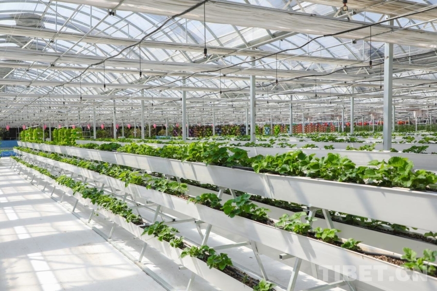 图为园区内的丰收景象 摄影：贾华加