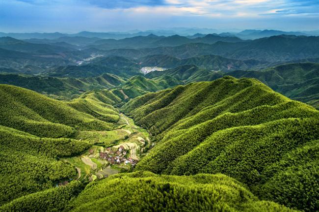 闽北竹海。黄庆党 摄