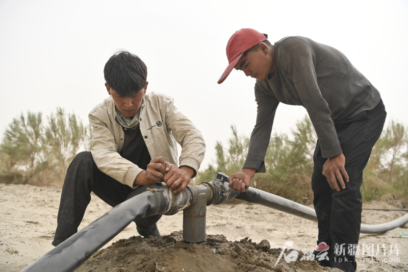 6月13日，沙雅县盖孜库木乡建设防沙治沙综合示范区，工人在用滴灌带给梭梭输水。