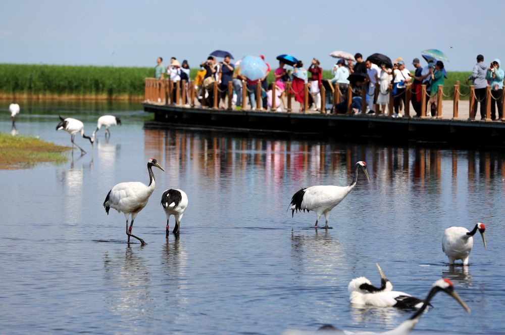 游客在扎龙国家级自然保护区观赏丹顶鹤(2023年6月28日)。新华社记者 石枫 摄