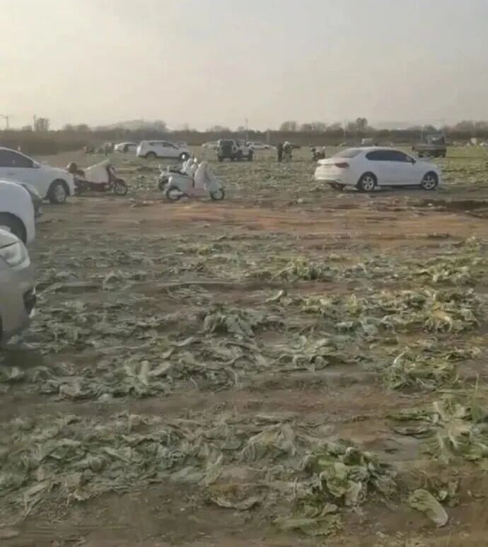 菜地采摘现场。图片来源:潇湘晨报