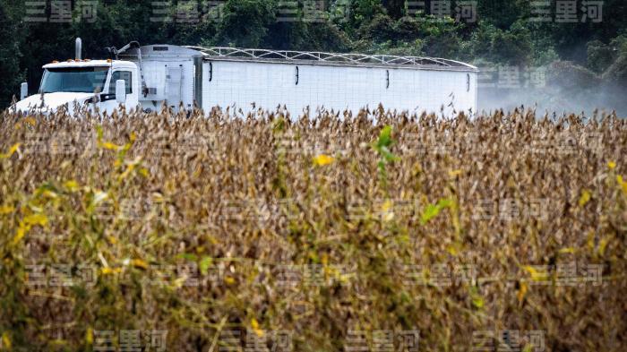 资料图:2025年9月下旬,美国马里兰州农场中的大豆。