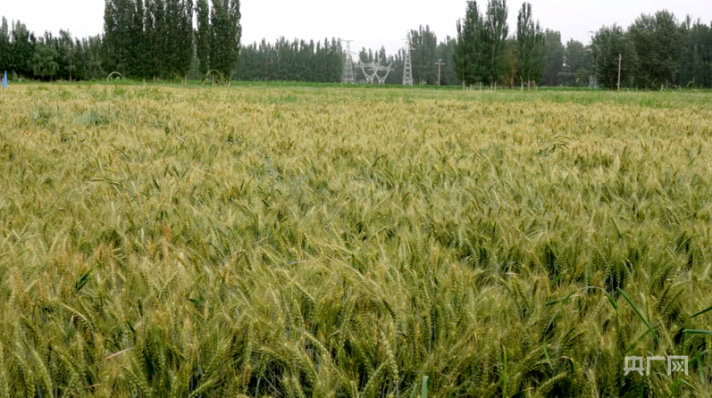 拜城县冬小麦长势良好 (央广网发 阿卜杜艾则孜·图尔荪 摄)