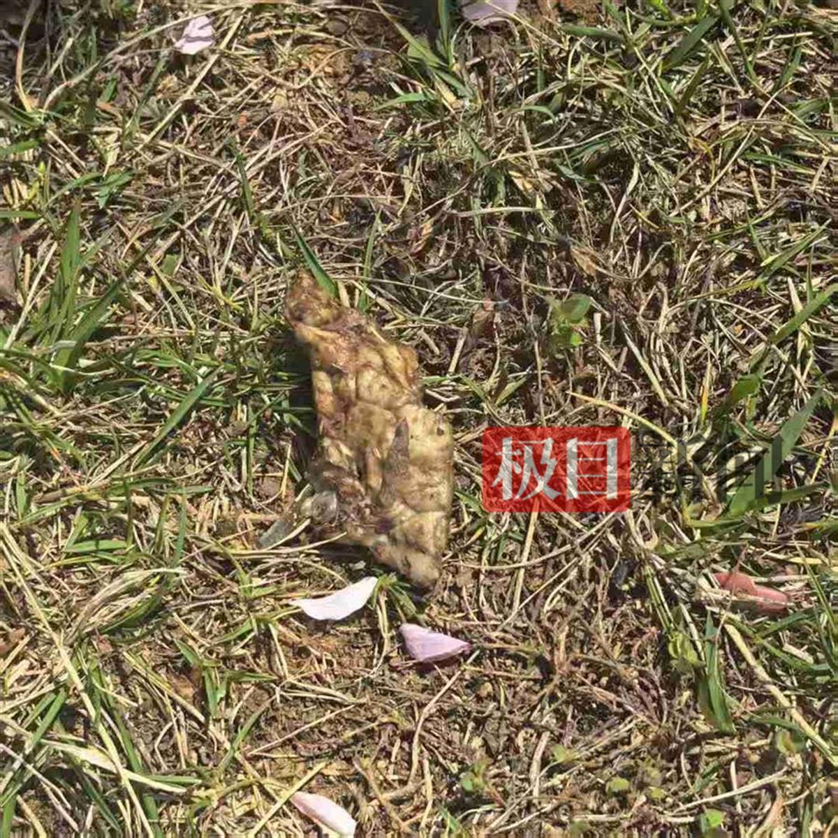 草地上的毒饵（受访者供图）