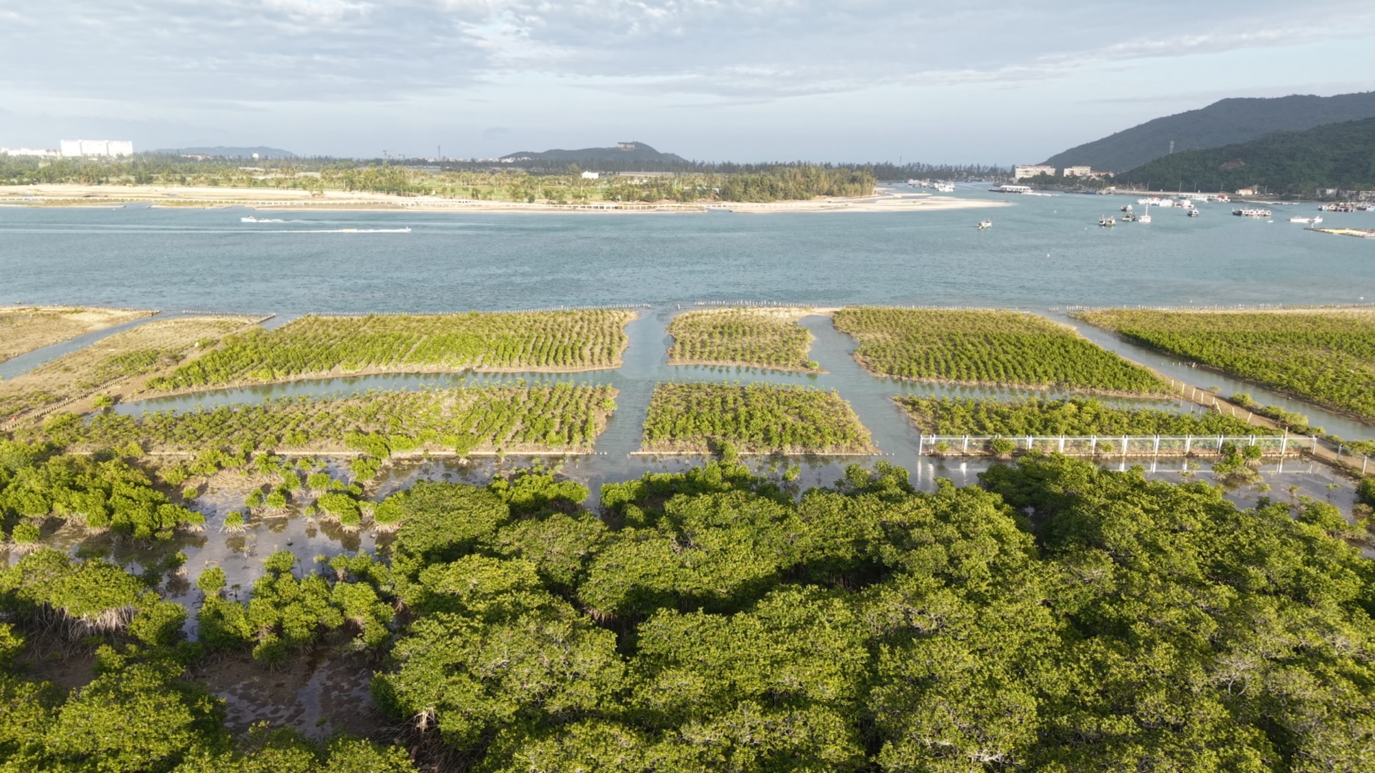 焕发生机的铁炉港红树林自然保护区（央广网记者 索迪 摄）