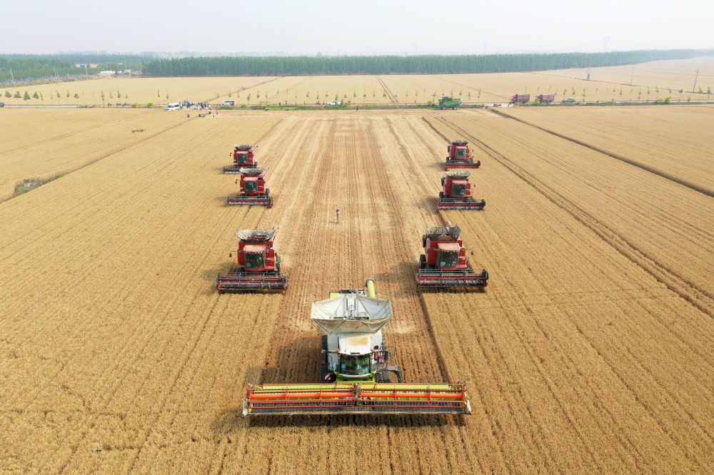 5月29日，在河南省西华县黄泛区实业集团农业第四分公司的麦田里，农机手操作收割机收获小麦（无人机照片）。新华社记者 郝源 摄