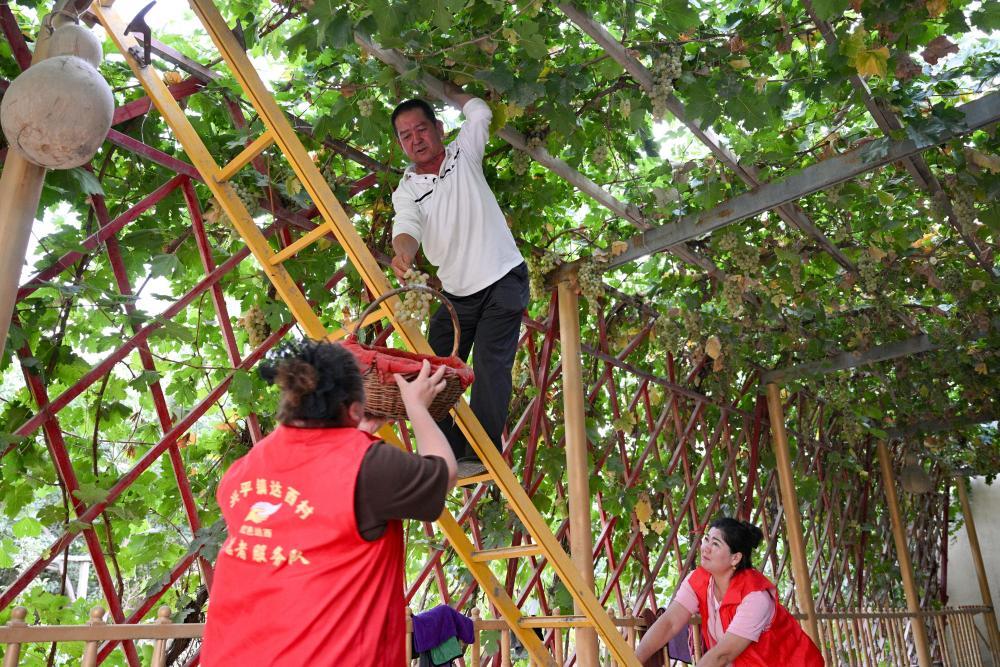 9月18日,达西村村干部入户帮助村民采摘葡萄。近年来,达西村充分挖掘房前屋后闲置土地及荒废地块,逐步扩大特色林果种植面积,引导村民增收。