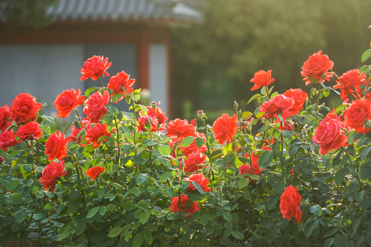 北京户外盛开的红色月季花丛。图源:视觉中国