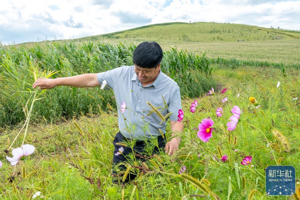 ↑8月23日,内蒙古呼伦贝尔市阿荣旗六合镇,孙福贵在“红军岗”上打理他为烈士墓园种植的格桑花。新华社记者 马金瑞 摄