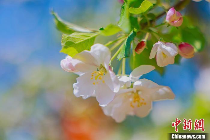 图为春天，东乌素图村的古杏树开花。　王劭凯 摄