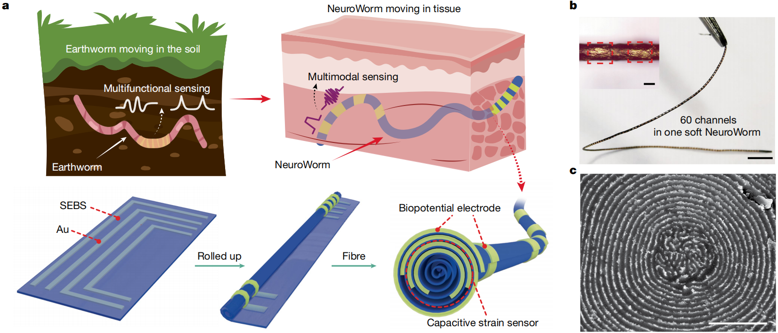 △“神經(jīng)蠕蟲(chóng)”的制備方法及實(shí)物圖