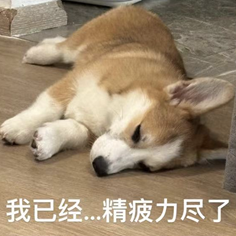 机器狗能当羽毛球搭子了!仅靠强化学习从0自学,还涌现出类人回位行为 | Science子刊