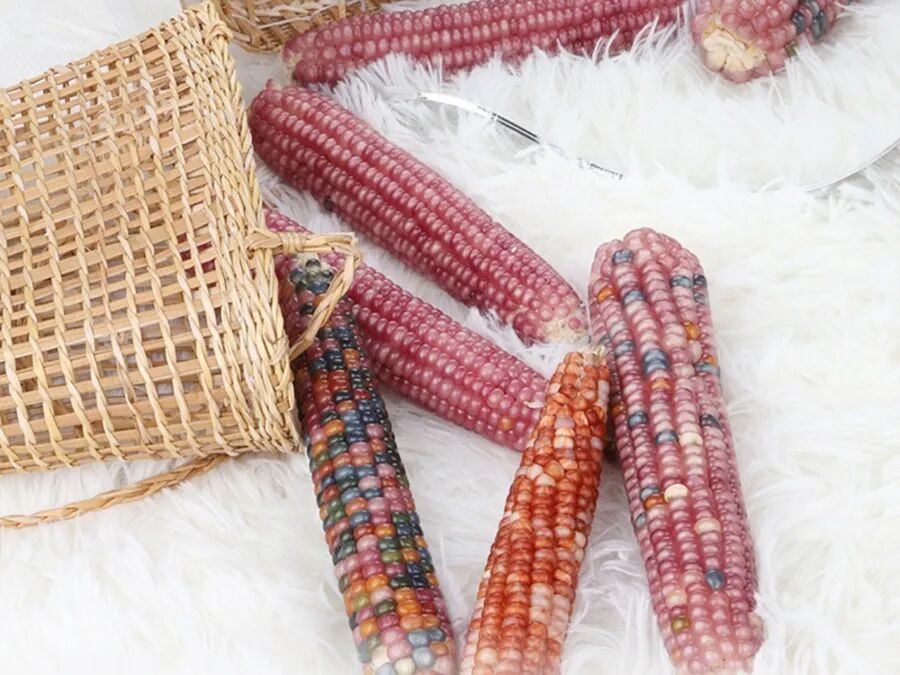 不同品種的文玩玉米色彩有差異(采訪對(duì)象供圖)
