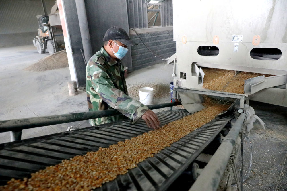 10月12日，在河南省济源市一处粮食烘干点，工人将玉米送入烘干塔烘干。新华社发（段二平 摄）