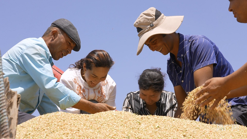 看着金灿灿的麦子归仓,农户们的脸上洋溢着笑容 (央广网发 宋佳飞 摄)