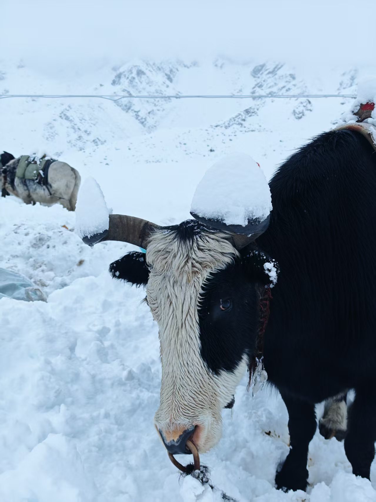 高山徒步中载物的牦牛。图源受访者:王纯洁