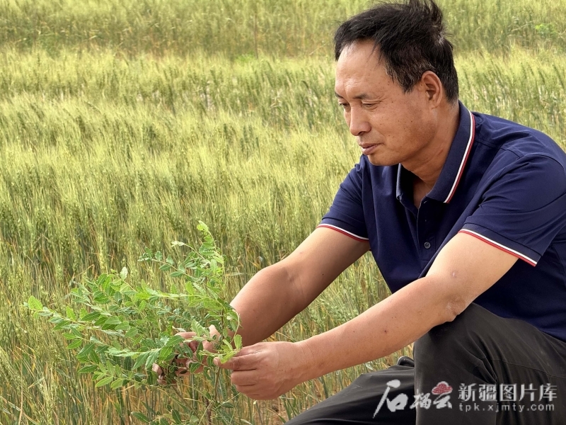 6月13日，且末县老兵治沙队创始人田来群在查看文冠果苗生长情况。
