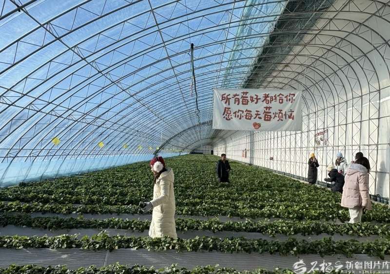 每到周末，全季草莓基地的单日接待游客人次在400人次左右。石榴云/新疆日报 记者王晶晶摄