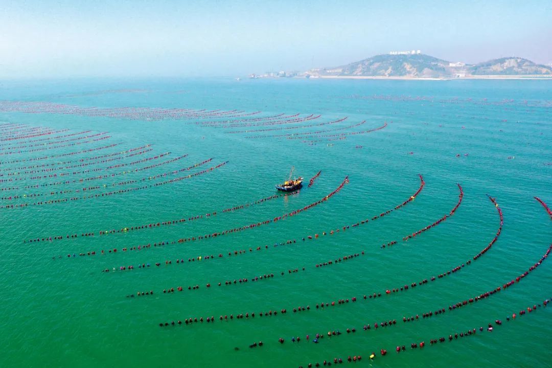 2025年3月12日,山东烟台,养殖工人驾驶船只在长岛海域养殖区内生产作业。图/新华