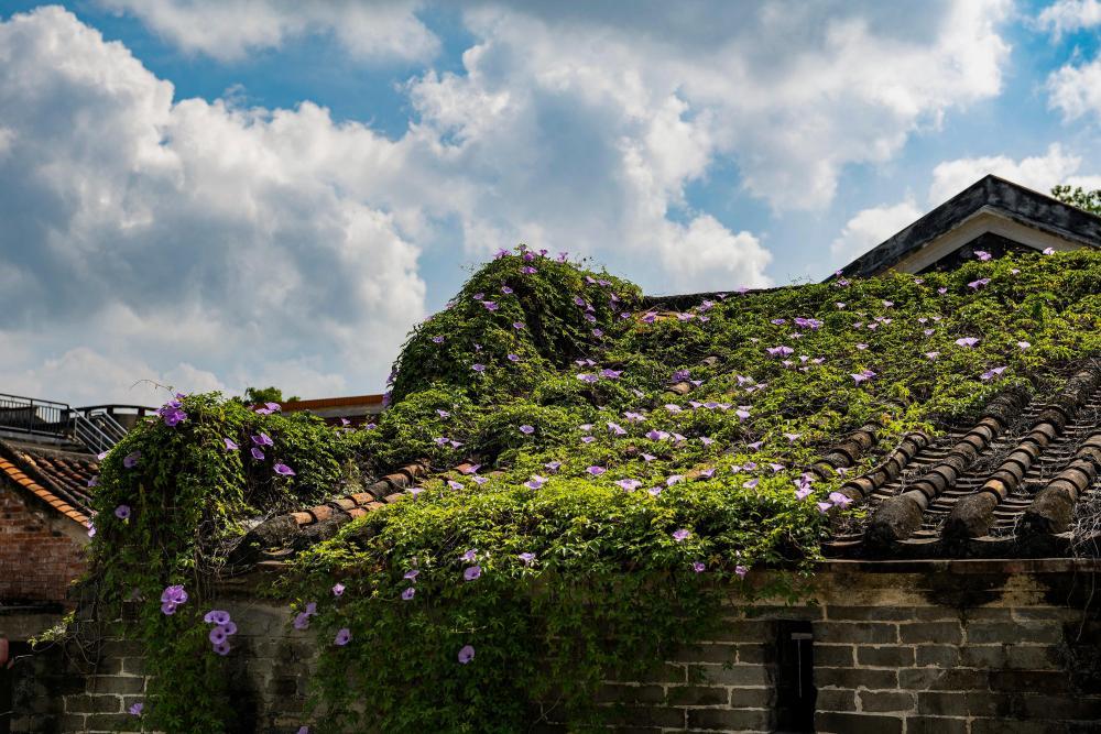 塱头村内一古屋顶上爬满植物(9月13日摄)。