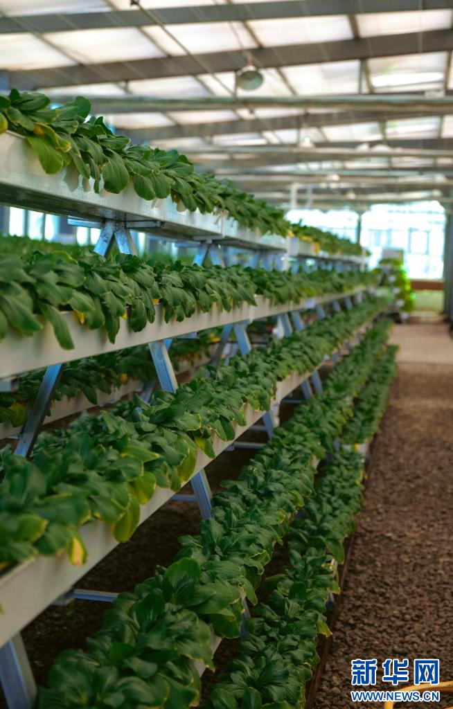 图为无土栽培大棚里的蔬菜（9月26日摄）。新华网 柑丹鸯琦摄