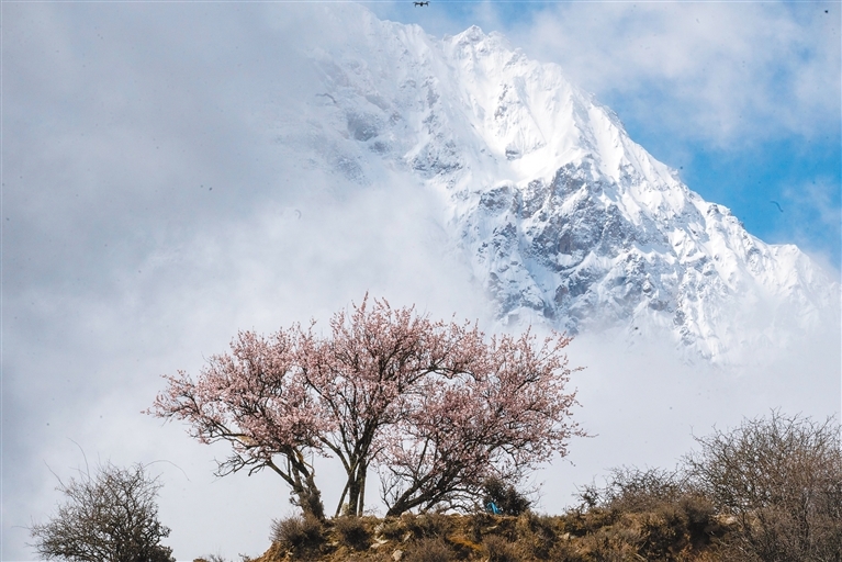 尼屋乡的桃花。记者　阿旺尼玛　摄