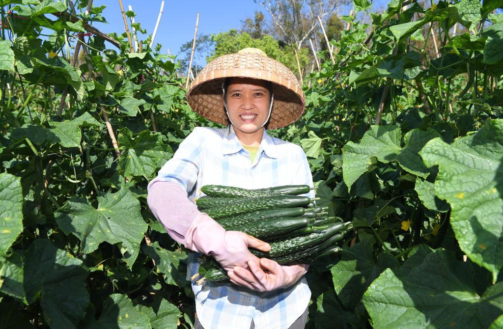 在海南省三亚市育才生态区那受村，村民展示采摘的蔬菜。新华社记者 赵颖全 摄
