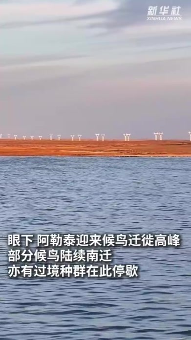 秀我中国｜候鸟南迁路上 他们用无人机给了它一个家