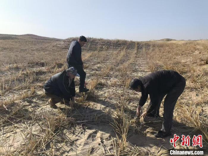 民众在沙漠空白区参与防沙治沙。张培及 摄