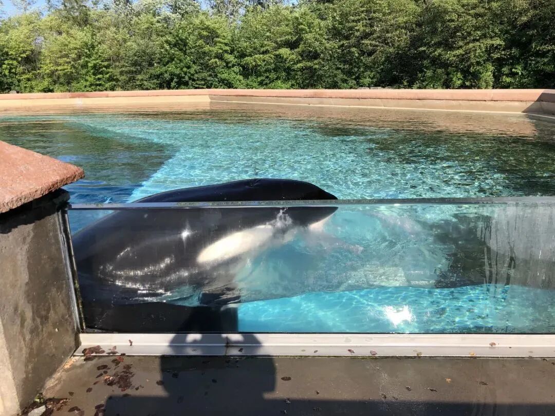 Kiska在Marineland的小池子,远远无法满足她的活动需求|DolphinProject.com