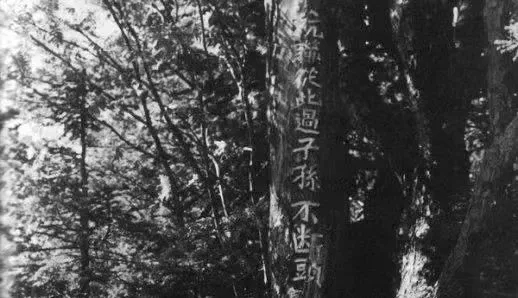 刻有“抗联从此过,子孙不断头”标语的树干。来源:《周保中将军和他的抗联战友》