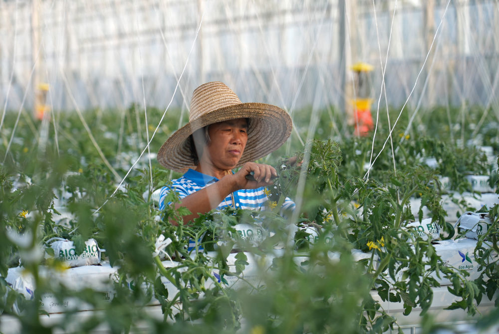 在江西省赣州市于都县梓山镇潭头村的果蔬种植基地,村民给丝瓜整枝(2025年1月3日摄)。新华社发(刘小强 摄)