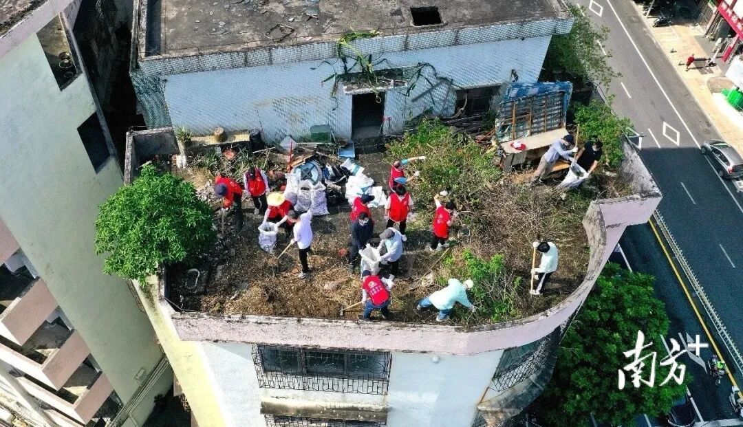 在江门市蓬江区里村社区的旧村片区,党员干部、志愿者与村民在一栋旧楼屋顶上清除杂物。(图_南方+)