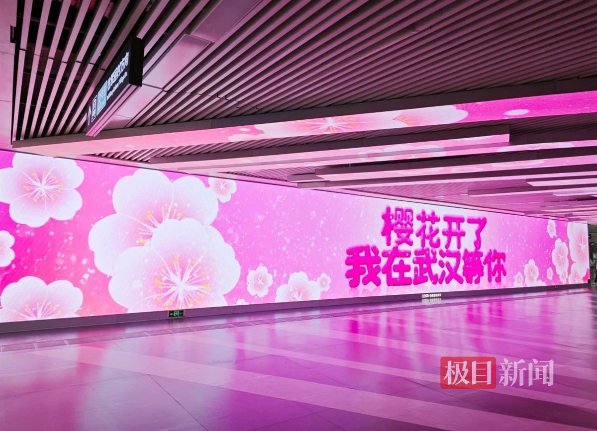 快来武汉洪山街道口商圈,这里藏着一场“樱花倾城”