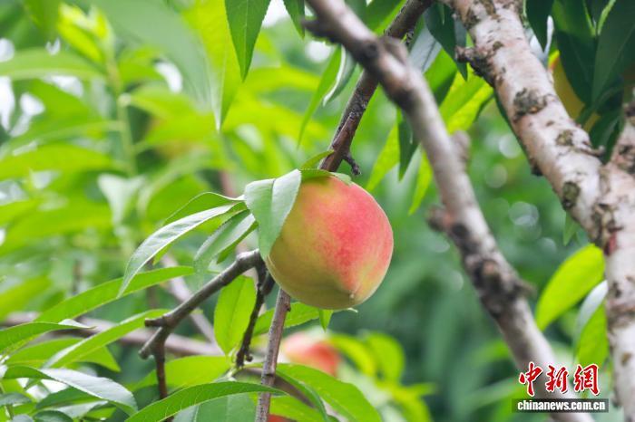 前岐镇水蜜桃成熟。　王婷婷 摄