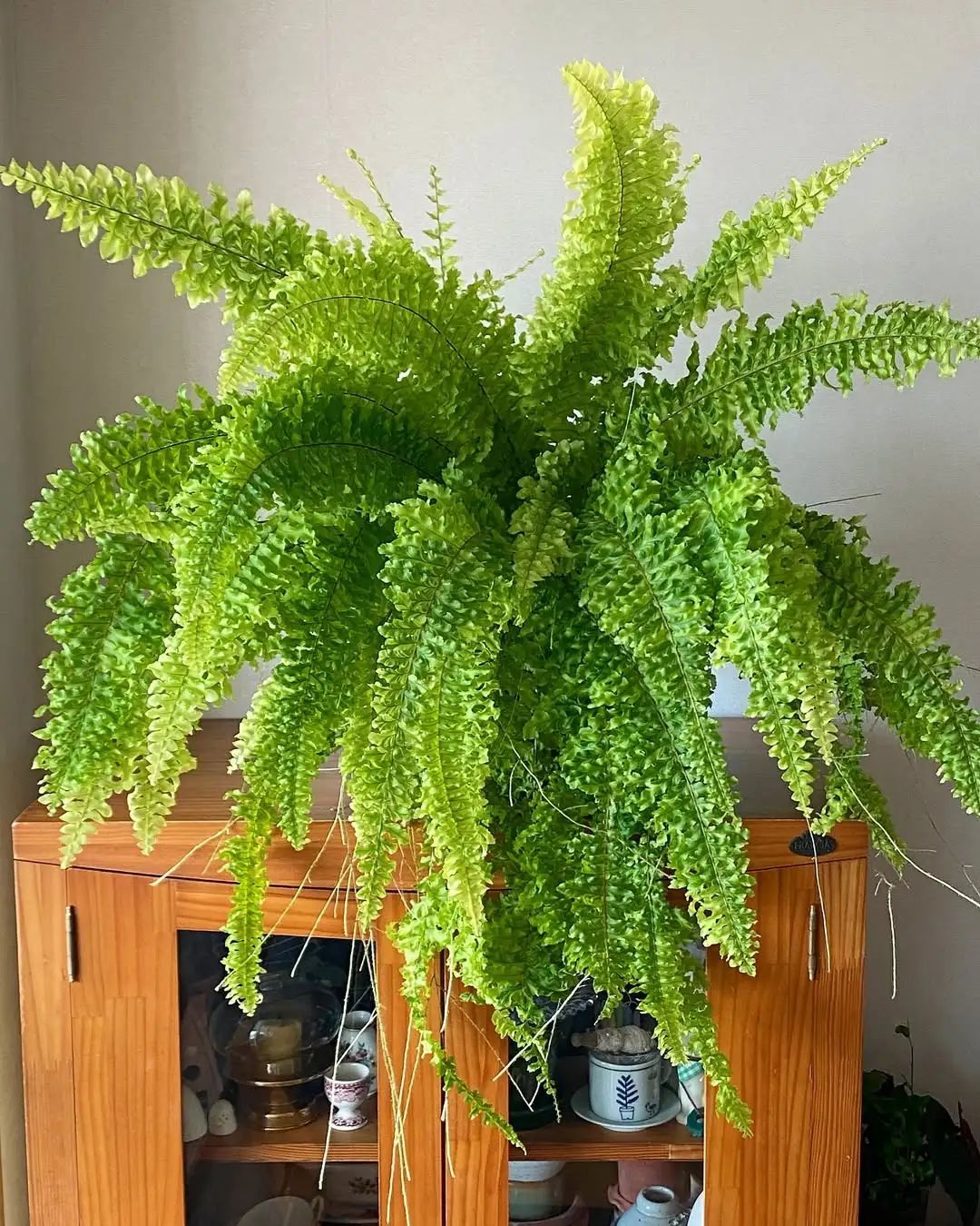 特好养的网红盆栽虎蕨，叶子斑斓清新，耐阴耐看好养，易繁殖_凤凰网