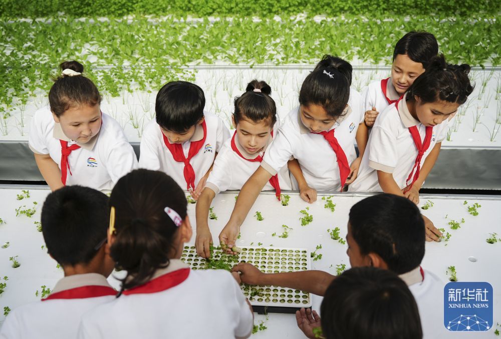 ↑ 6月25日，在新疆阿克苏地区库车市甬库同心村智慧农业植物工厂，当地小学生体验无土栽培。