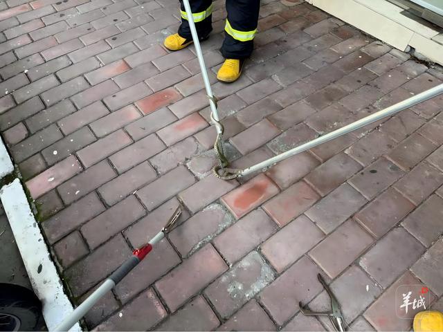 专业人士抓捕到的蛇