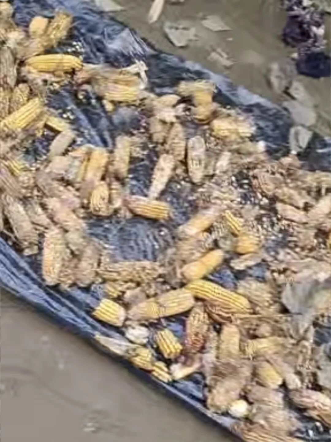 村民晒在地上、损毁严重的玉米/受访者供图