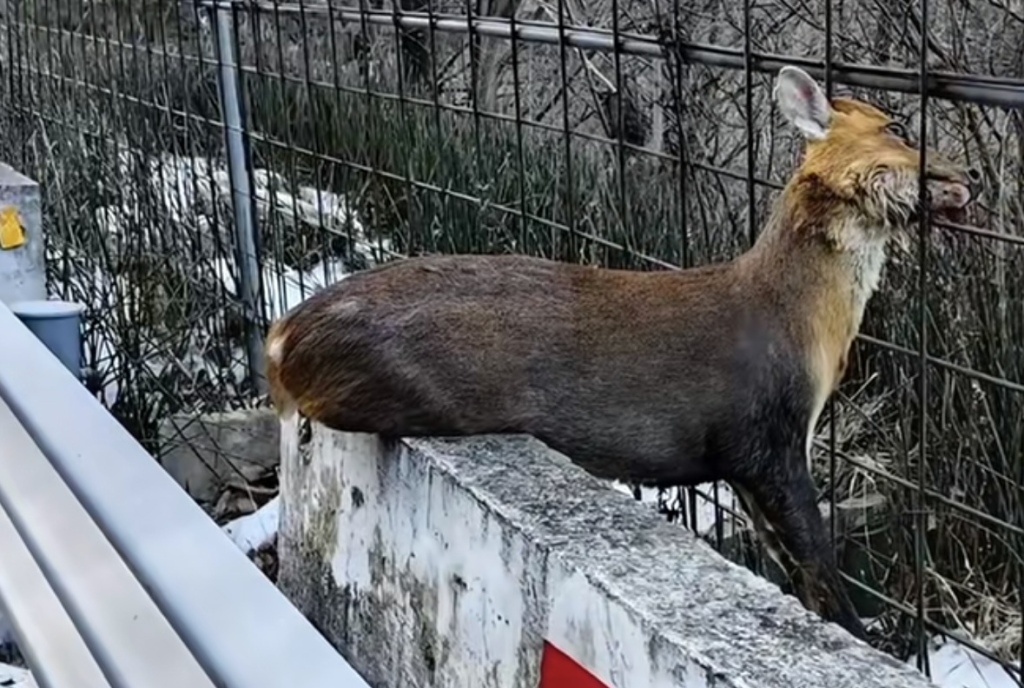 12月10日,一只野生麂子被卡在210国道秦岭段路边围网上,后被解救放生。