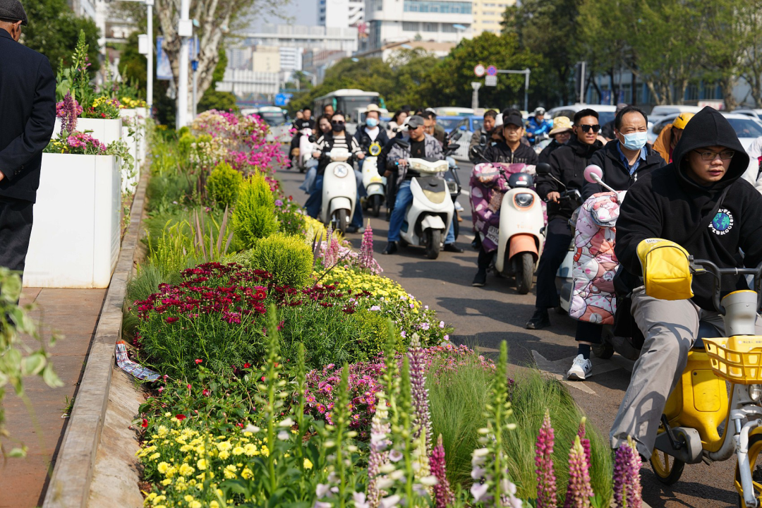 3月12日，昆明路边绿化带春日上新。（图/视觉中国）