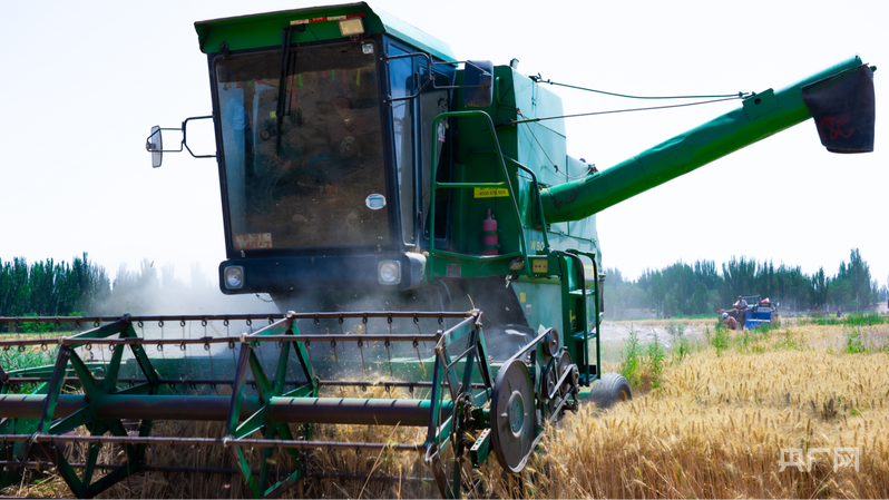 收割机正在收麦 (央广网发 阿卜力克木·阿西木 摄)