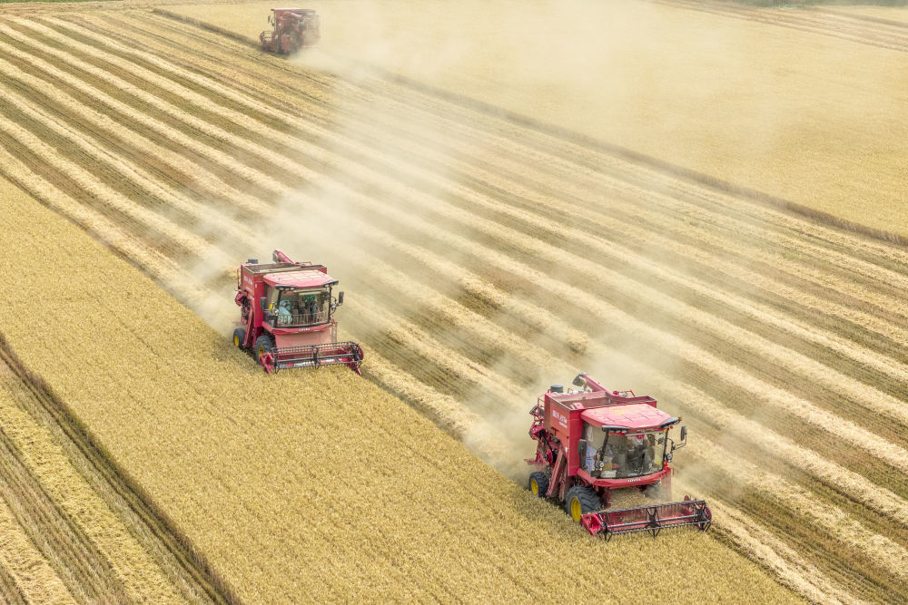 2025年6月9日,河南省三门峡灵宝市西阎乡东古驿村村民在抢收小麦(无人机照片)。新华社发(杜杰 摄)