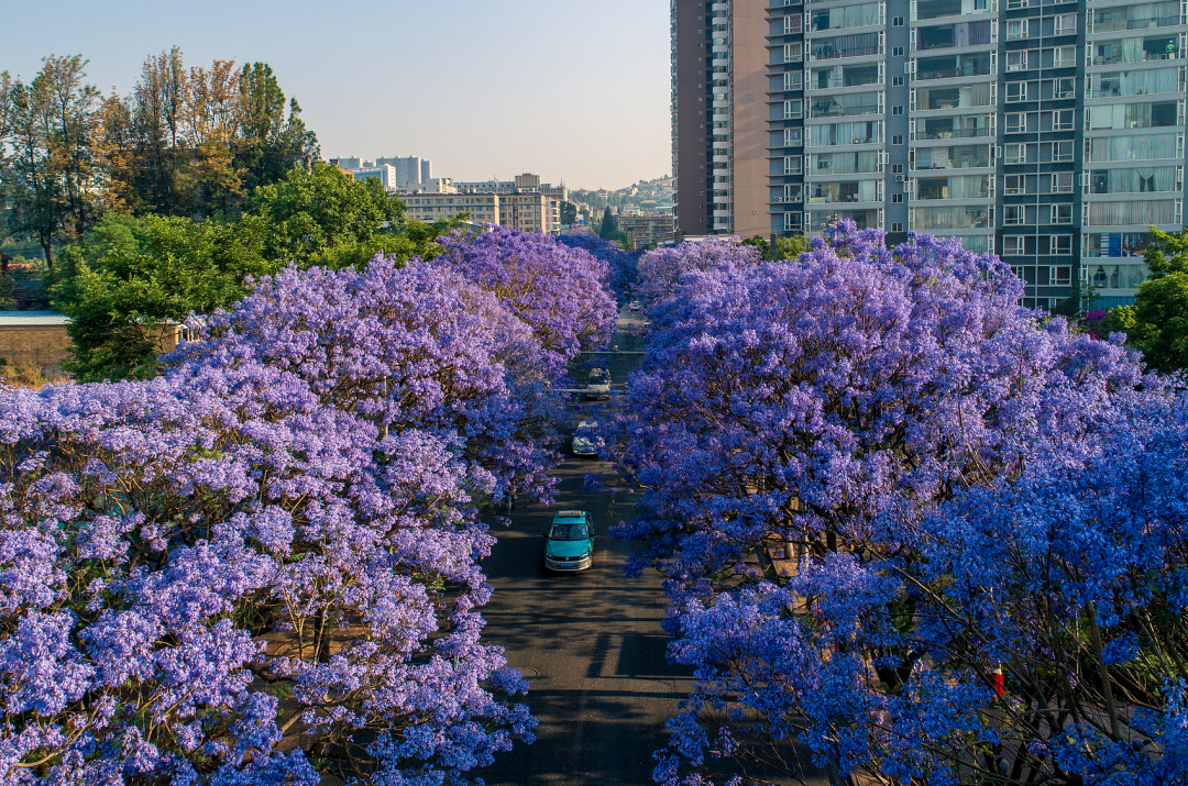 昆明教场中路蓝花楹。（图/视觉中国）