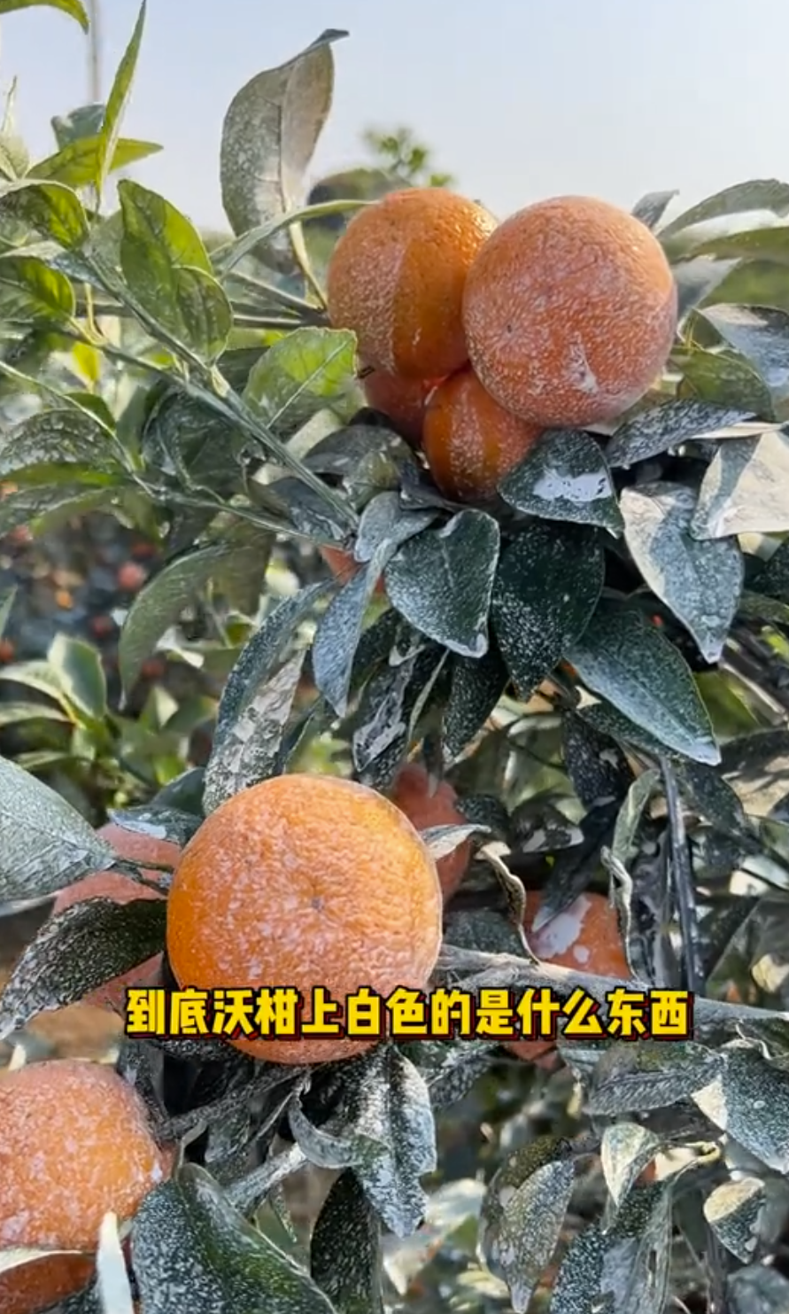 沃柑种植中果面喷洒石灰水为果实防晒（截自抖音）