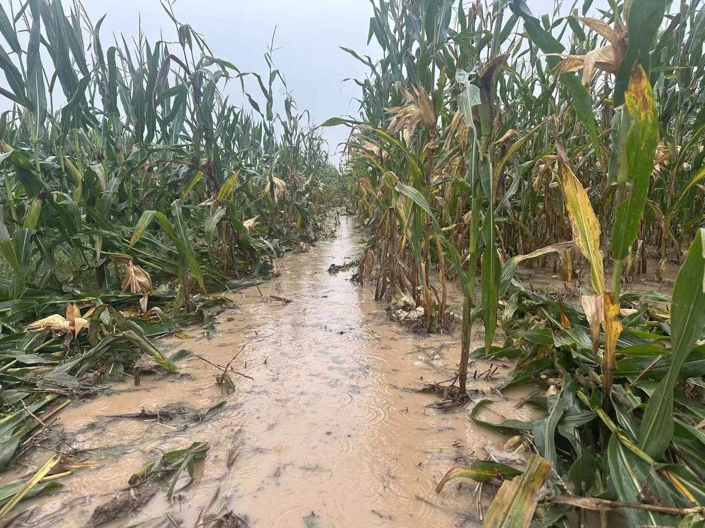 ▲被雨水浸泡的玉米地
