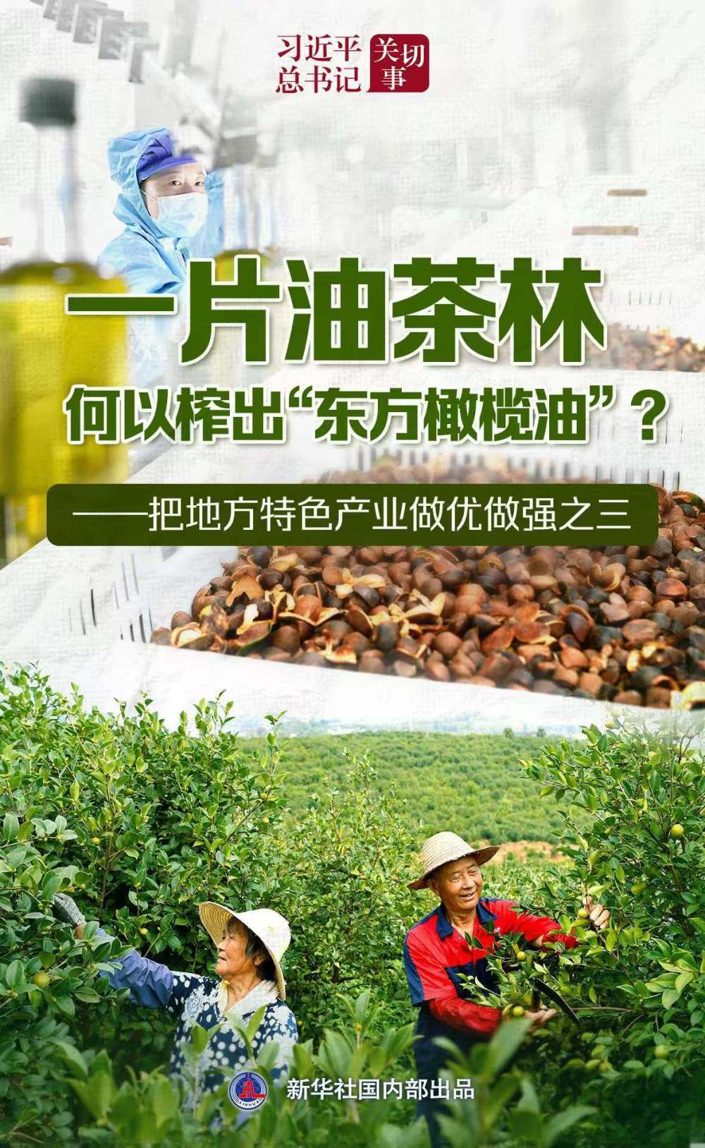 习近平总书记关切事|让油茶树变成百姓“摇钱树”——把地方特色产业做优做强之三